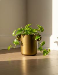 Two Ear Planter